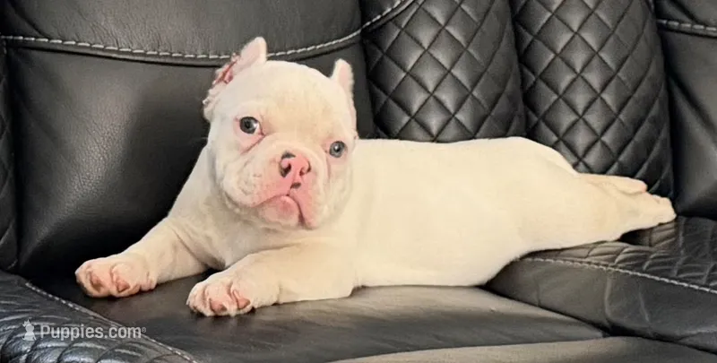 Snow White  – American Bully puppy for sale in Efland, NC