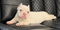 Snow White , a female American Bully for sale in Efland, NC – 1 of 7