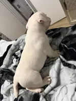 Snow White , a female American Bully for sale in Efland, NC – 4 of 6