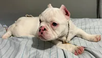 Snow White , a female American Bully for sale in Efland, NC – 5 of 7