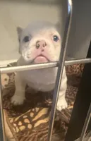 Snow White , a female American Bully for sale in Efland, NC – 2 of 6