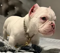 Snow White , a female American Bully for sale in Efland, NC – 7 of 7