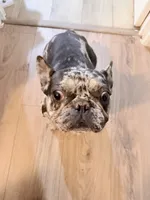 Tiny, a female French Bulldog for sale in Efland, NC – 3 of 8
