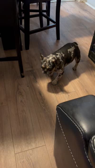 Tiny, a female French Bulldog for sale in Efland, NC – 8 of 8