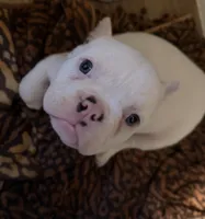 Snow White , a female American Bully for sale in Efland, NC – 5 of 6