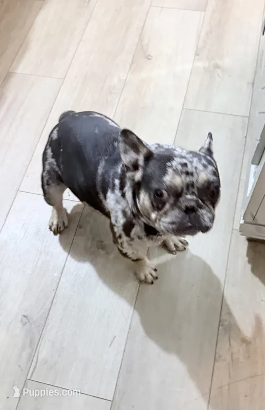 Tiny – French Bulldog puppy for sale in Efland, NC