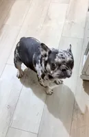 Tiny, a female French Bulldog for sale in Efland, NC – 1 of 8
