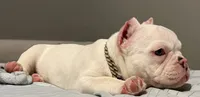 Snow White , a female American Bully for sale in Efland, NC – 3 of 7