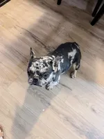 Tiny, a female French Bulldog for sale in Efland, NC – 5 of 8