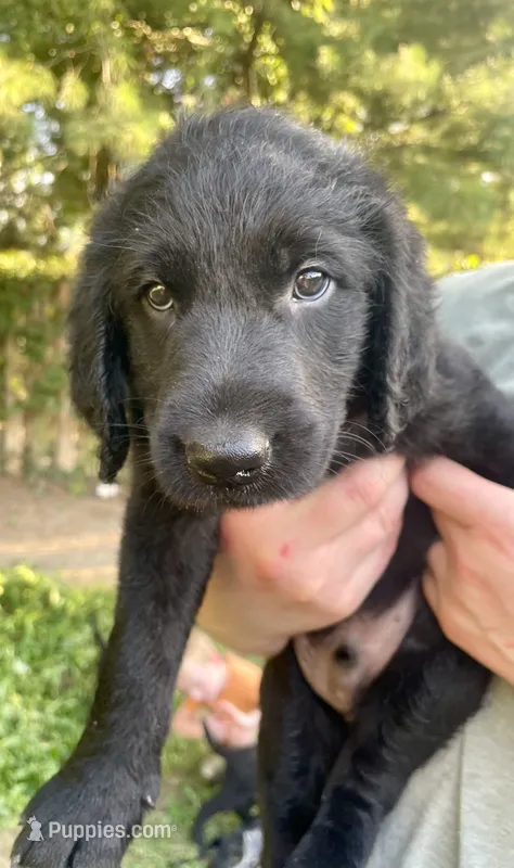 Gunner – Labradoodle puppy for sale in Bruceville, IN