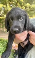 Gunner, a male Labradoodle for sale in Bruceville, IN – 1 of 1
