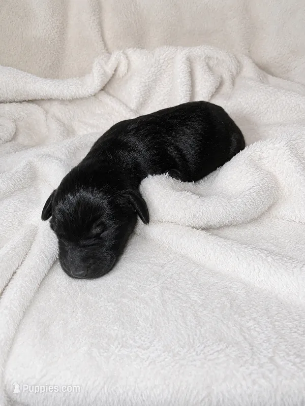 Marshall – Labradoodle puppy for sale in Bruceville, IN