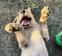 Chase, a male Labradoodle for sale in Bruceville, IN – 3 of 3