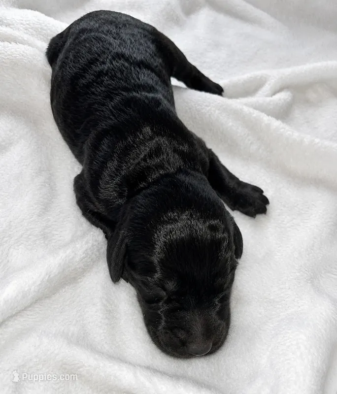 Rocky – Labradoodle puppy for sale in Bruceville, IN