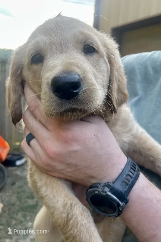 Chase – Labradoodle puppy for sale in Bruceville, IN