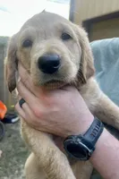 Chase, a male Labradoodle for sale in Bruceville, IN – 1 of 3