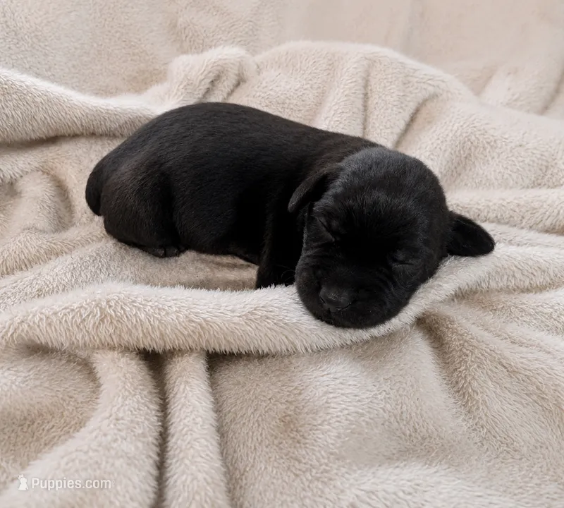 Skye – Labradoodle puppy for sale in Bruceville, IN