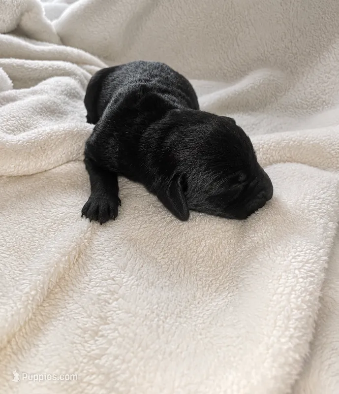 Ryder – Labradoodle puppy for sale in Bruceville, IN