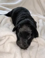 Skye, a female Labradoodle for sale in Bruceville, IN – 2 of 2