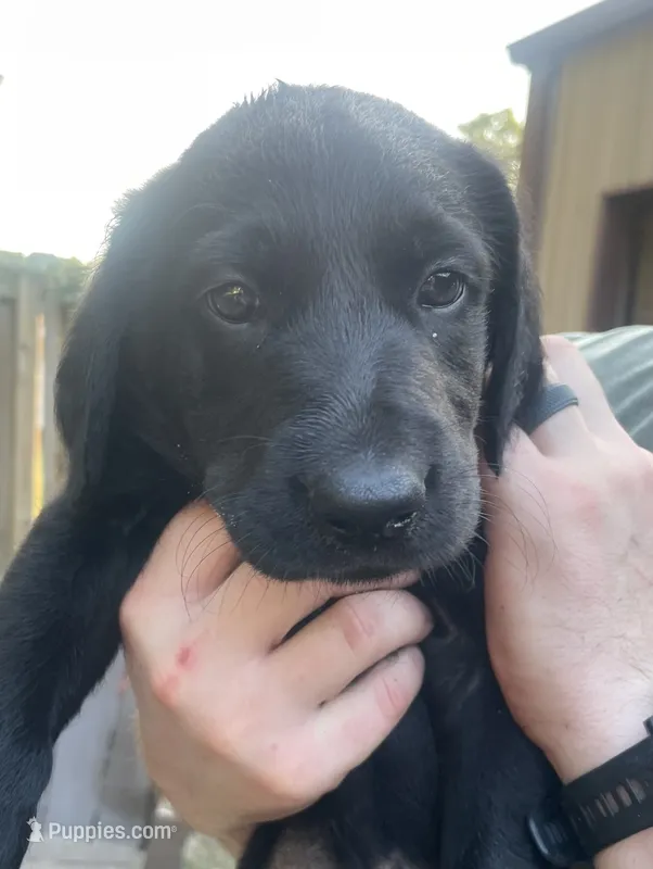 Max – Labradoodle puppy for sale in Bruceville, IN
