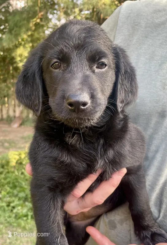 Skye – Labradoodle puppy for sale in Bruceville, IN
