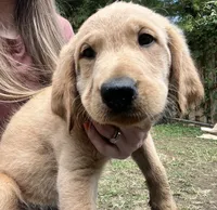 Chase, a male Labradoodle for sale in Bruceville, IN – 2 of 3