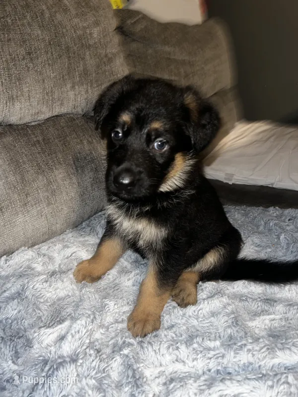 Bruno – German Shepherd Dog puppy for sale in Brunswick, GA