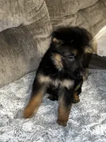 Max, a male German Shepherd Dog for sale in Brunswick, GA – 2 of 3