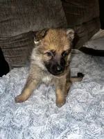 Zeus , a male German Shepherd Dog for sale in Brunswick, GA – 2 of 3