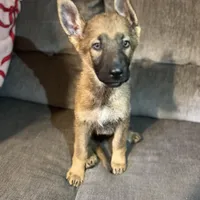 Bella, a female German Shepherd Dog for sale in Brunswick, GA – Photo 1 of 4