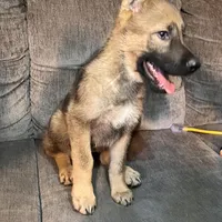 Bella, a female German Shepherd Dog for sale in Brunswick, GA – Photo 3 of 4