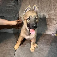 Bella, a female German Shepherd Dog for sale in Brunswick, GA – Photo 2 of 4