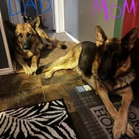 Bella, a female German Shepherd Dog for sale in Brunswick, GA – Photo 4 of 4