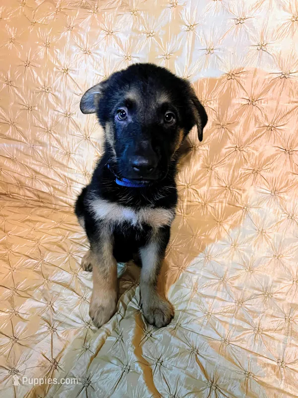 APOLO – German Shepherd Dog puppy for sale in Brunswick, GA
