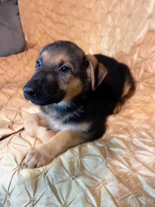 MAX – German Shepherd Dog puppy for sale in Brunswick, GA