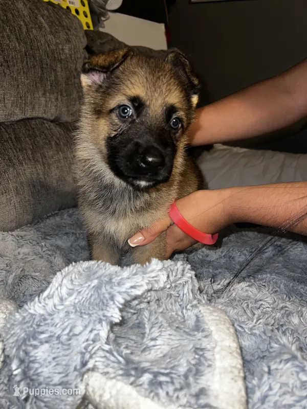 Rex – German Shepherd Dog puppy for sale in Brunswick, GA
