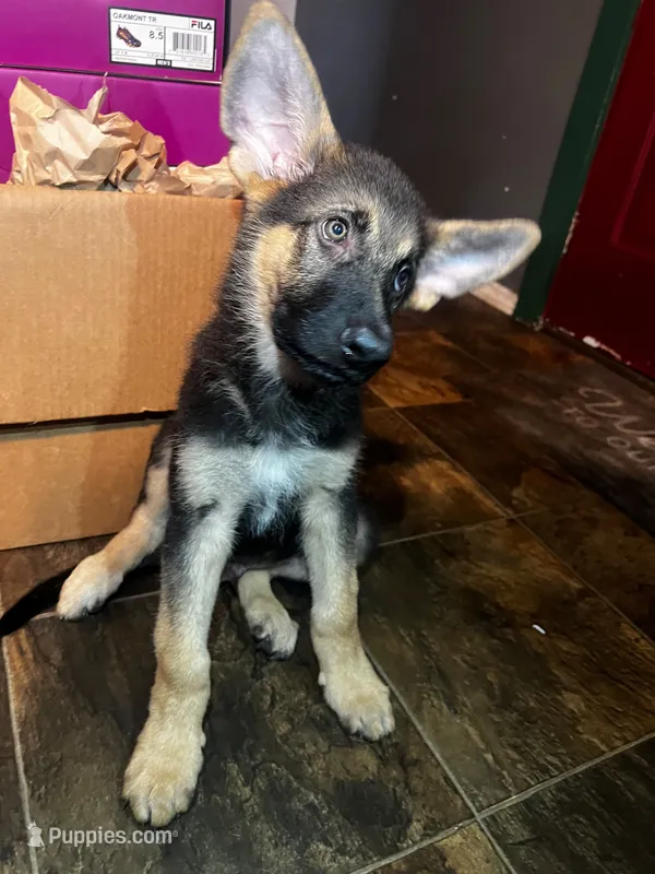 REX – German Shepherd Dog puppy for sale in Brunswick, GA