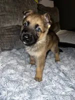 Rex, a male German Shepherd Dog for sale in Brunswick, GA – 2 of 3
