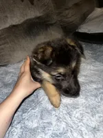 Rocko, a male German Shepherd Dog for sale in Brunswick, GA – 1 of 2