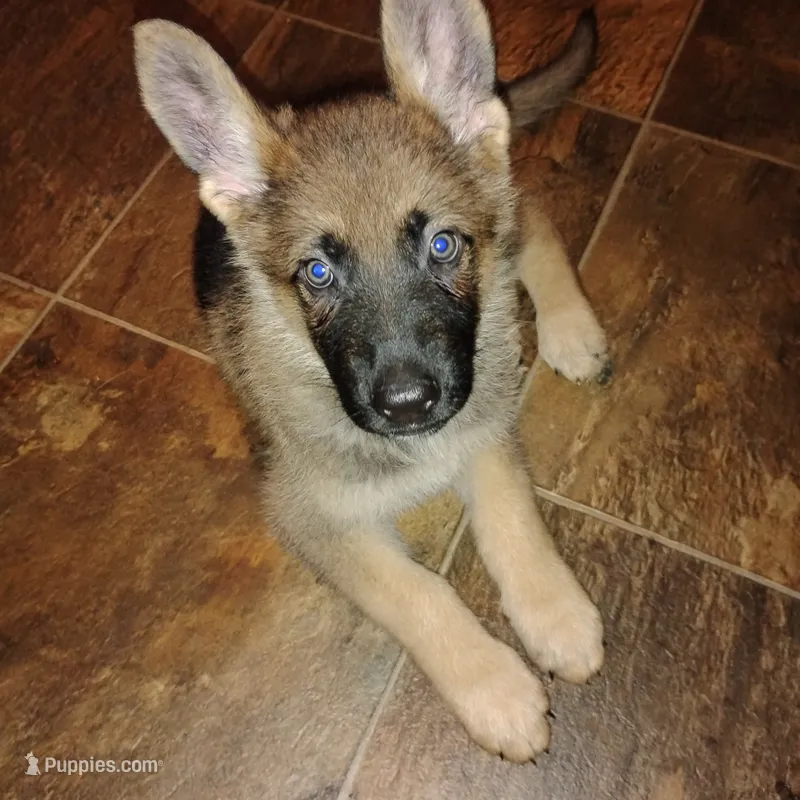 THOR – German Shepherd Dog puppy for sale in Brunswick, GA