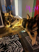 LUNA , a female German Shepherd Dog for sale in Brunswick, GA – 2 of 5