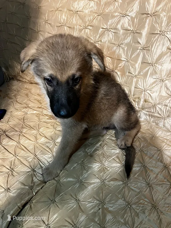 DUQUE – German Shepherd Dog puppy for sale in Brunswick, GA