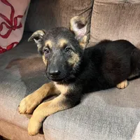 Skye, a female German Shepherd Dog for sale in Brunswick, GA – Photo 2 of 3
