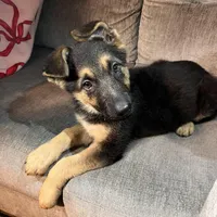 Skye, a female German Shepherd Dog for sale in Brunswick, GA – Photo 1 of 3