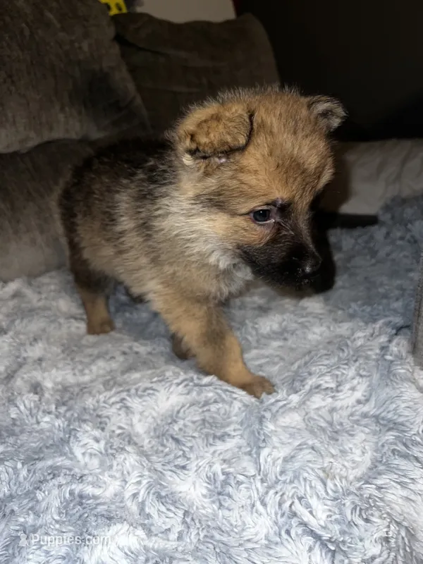 Zeus  – German Shepherd Dog puppy for sale in Brunswick, GA