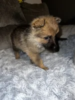 Zeus , a male German Shepherd Dog for sale in Brunswick, GA – 1 of 3