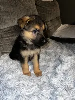 Thor, a male German Shepherd Dog for sale in Brunswick, GA – 2 of 3