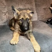 Rex, a male German Shepherd Dog for sale in Brunswick, GA – Photo 1 of 3