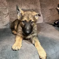 Rex, a male German Shepherd Dog for sale in Brunswick, GA – Photo 2 of 3