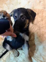LUNA , a female German Shepherd Dog for sale in Brunswick, GA – 3 of 5